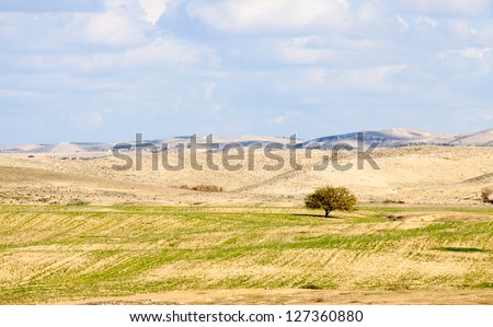 Lonely tree in a desert amid the hills beneath the clouds