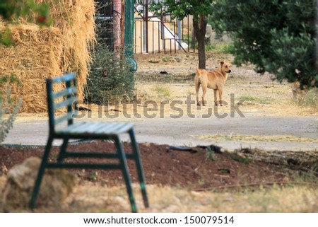 Stray dog in a village