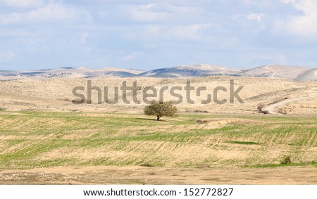 Lonely tree in a desert front of the hills beneath the clouds