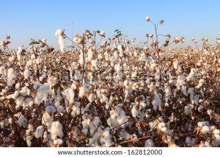 Ripe cotton on field with ripe cottons bush under blue sky