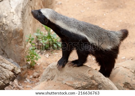 Honey badger standing on a stone