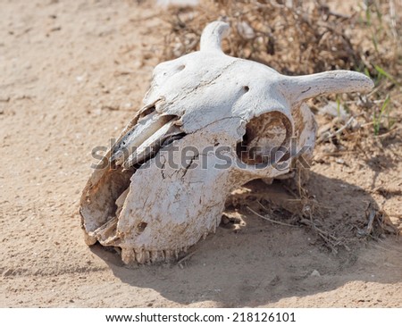 Goats skull in the desert