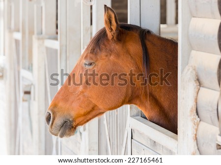 Head of horse who is stand in a stable