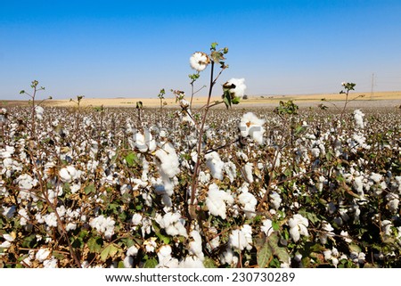 Cottons field with ripe cottons bush under blue sky