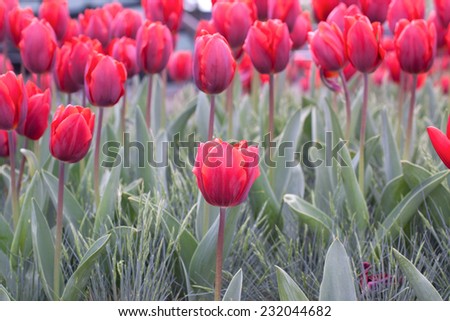 One spring tulip on tulips background
