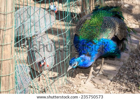 Bright blue and green peacock standing through a grid with female pheasants