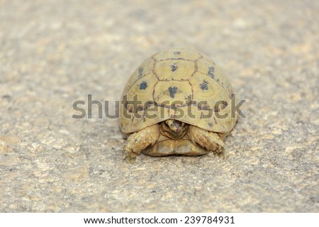 Small cute turtle lying on road