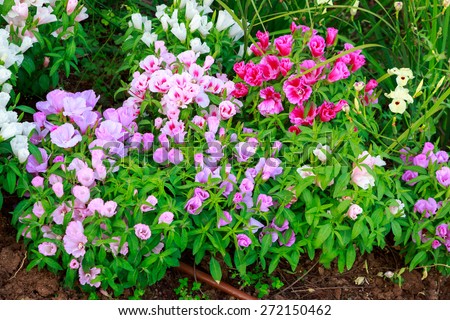 Multicolored flower bed with red, violet, pink and white flowers