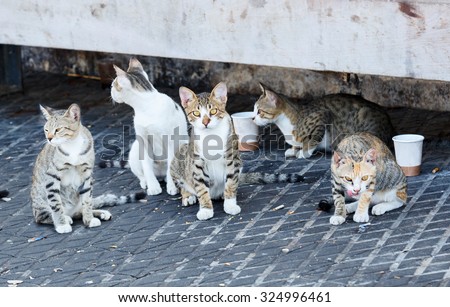 Group homeless cats under a concrete bench in sea port