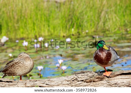 Drake with the green head standing on a log on a pond with water lilies