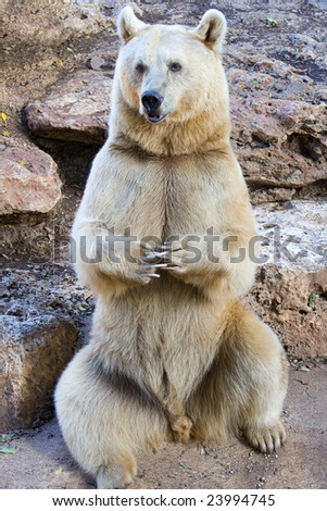 Syrian Bear