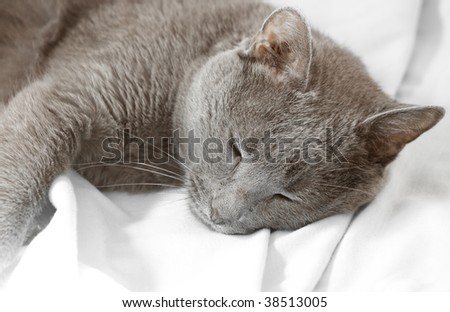 Sleeping gray cat over white background