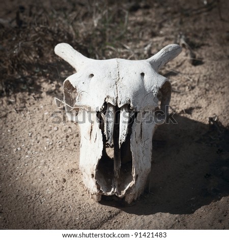 Goats skull in the desert
