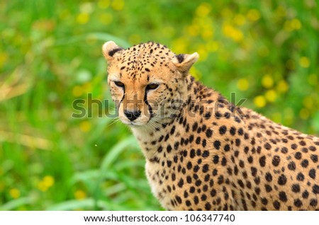Cheetah (Acinonyx jubatus soemmeringii). The cheetah achieves by far the fastest land speed of any living animalÃ¢Â?Â?between 70 and 75 mph in short bursts.