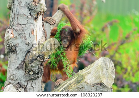 Close up of a baby Orangutan (Pongo pygmaeus) hiding under foliage.