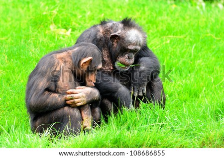 Close up of a Chimpanzee (pan troglodytes) father and son discussing the colour of grass.