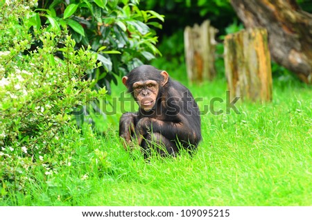 Close up of a Chimpanzee (pan troglodytes).