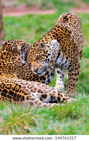 Two young Jaguars (Panthera onca) play fighting to hone their prey killing skills