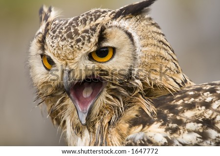 Bengal Eagle Owl (Bubo Bubo Bengalensis)