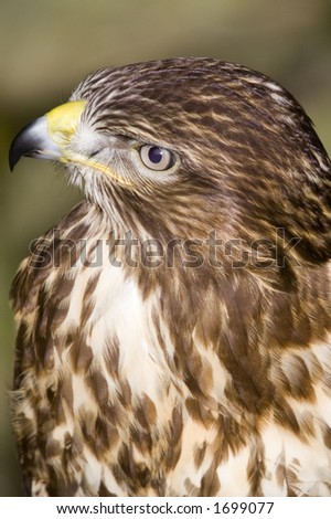 Common Buzzard looking at the viewer