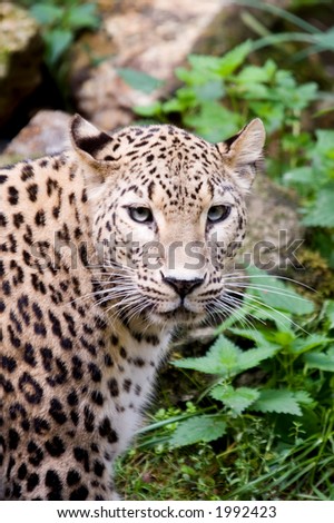 Leopard looking at viewer