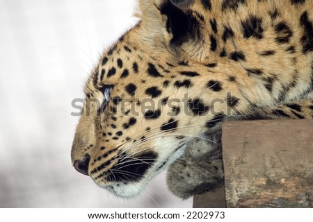 Amur Leopard looking to left of frame