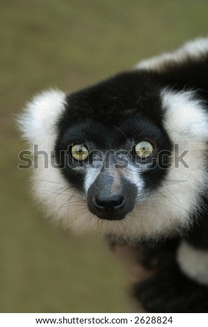 Close up of Black & White ruffed Lemur (Varecia varigata varigata) - portrait orientation