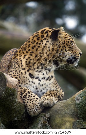 Amur Leopard (Panthera pardus orientalis) looking to right of frame - portrait orientation