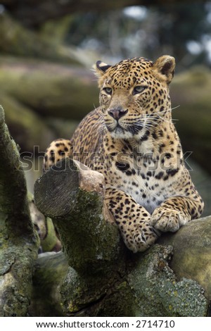Amur Leopard (panthera pardus orientalis) looking to left of frame - portrait orientation