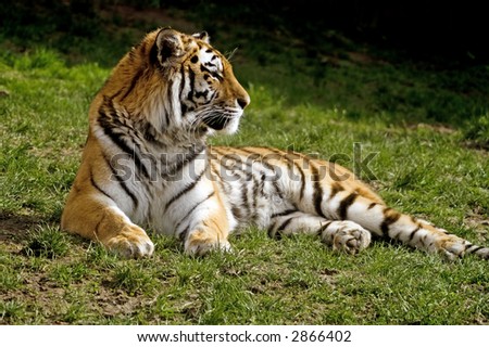 Amur Tiger (Panthera tigris altaica) looking to right of frame - landscape orientation