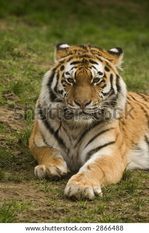 Amur Tiger (Panthera tigris altaica) looking at viewer - portrait orientation