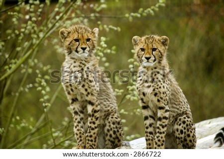Two Cheetah cubs looking at viewer (Acinonyx jubatus) - landscape orientation