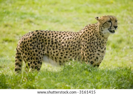 Cheetah (Acinonyx jubatus) walking across frame to right - landscape orientation