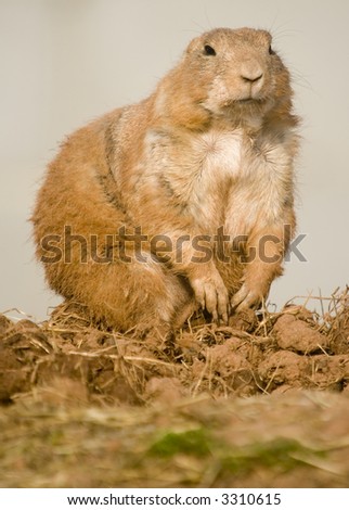 Close up of Prairie Dog (Cynomys) standing on back legs looking for danger - portrait orientation