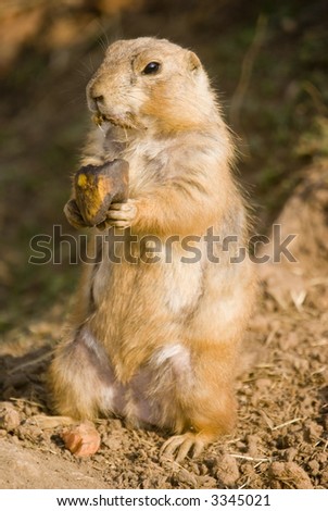 Close up of Prairie Dog (Cynomys) standing on back legs eating banana - portrait orientation