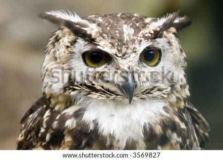 European Eagle Owl (Bubo Bubo Bubo) looking at viewer - landscape orientation