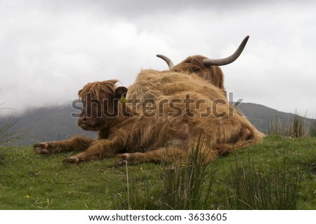 Highland Cow laying in field - landscape orientation