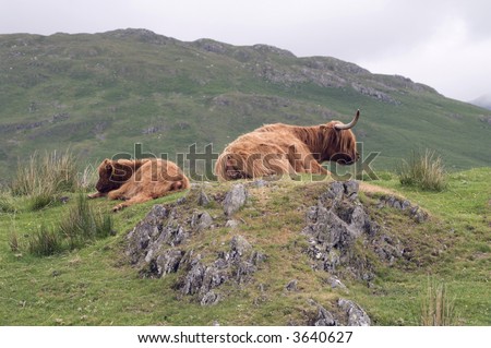 Highland Cow laying in field with calf - landscape orientation