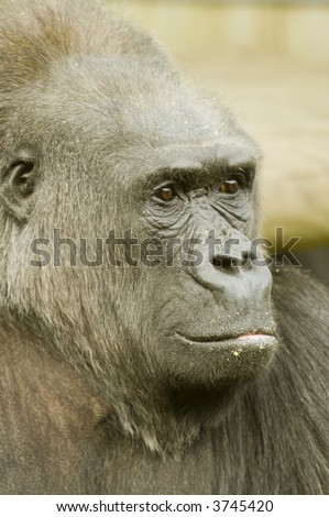 Head shot of male Gorilla - portrait orientation