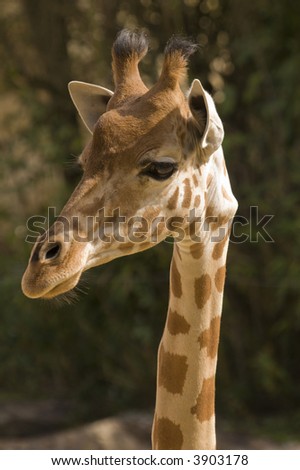 Head shot of Giraffe (giraffa camelopardalis reticulata) portrait orientation