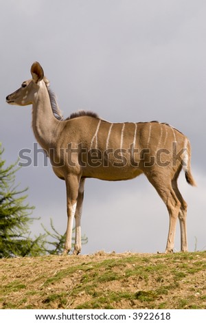Greater Kudu (tragelaphus strepsiceros)  - portrait orientation