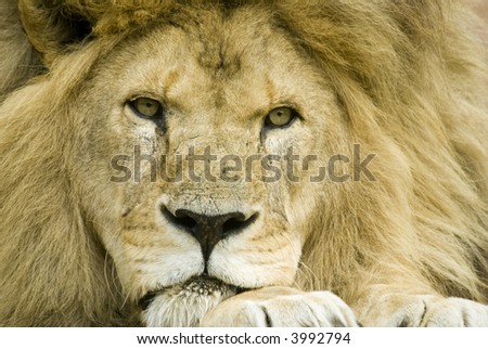 Close up of Lion (Panthera leo) - landscape orientation