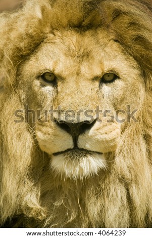 Close up of Lion (Panthera leo) - portrait orientation