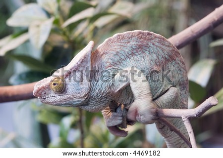 Parsons Chameleon (Chamaeleo parsonii) - landscape orientation