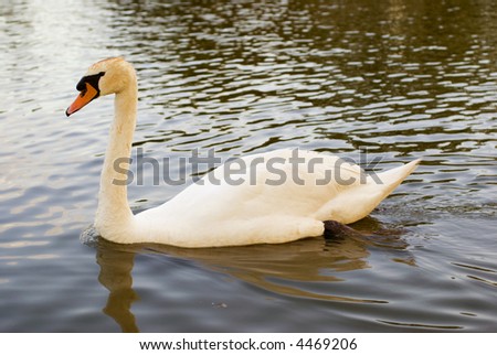Mute Swan  (Cygnus olor) on lake - landscape orientation