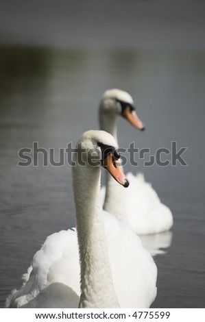 Mute Swan  (Cygnus olor) on lake - portrait orientation