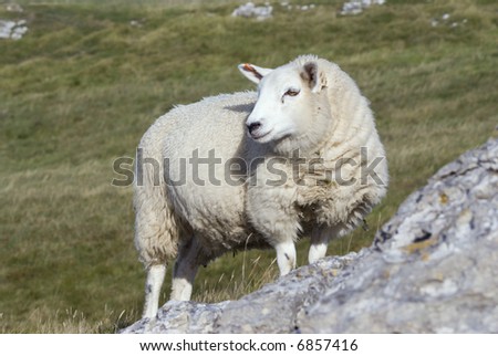 Female Sheep in the Peak District National Park - landscape orientation