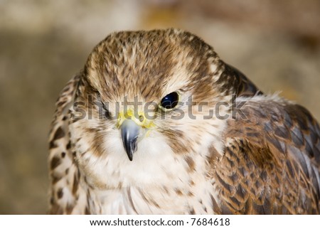 Peregrine Falcon (Falco peregrinus) - landscape orientation