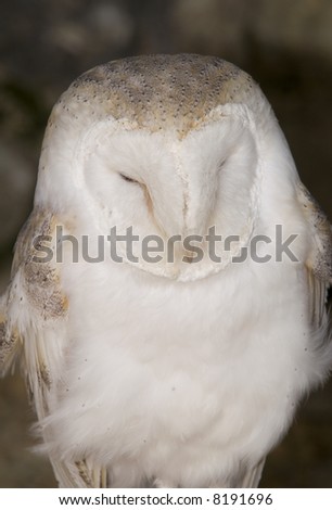 Barn Owl (Tyto alba) - portrait orientation