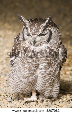Spotted Eagle Owl (Bubo Africanus) - portrait orientation
